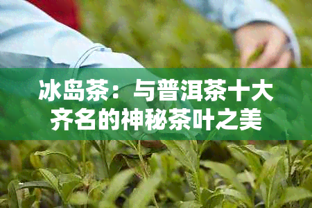 冰岛茶：与普洱茶十大齐名的神秘茶叶之美