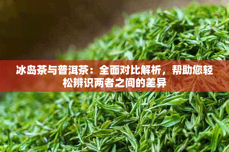 冰岛茶与普洱茶：全面对比解析，帮助您轻松辨识两者之间的差异