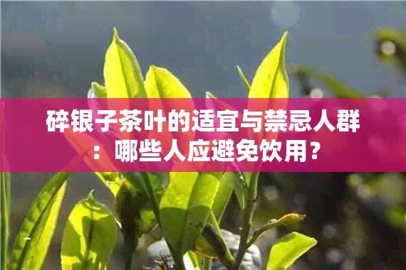 碎银子茶叶的适宜与禁忌人群：哪些人应避免饮用？