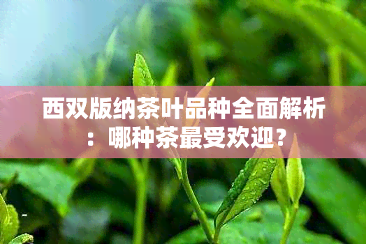 西双版纳茶叶品种全面解析：哪种茶更受欢迎？