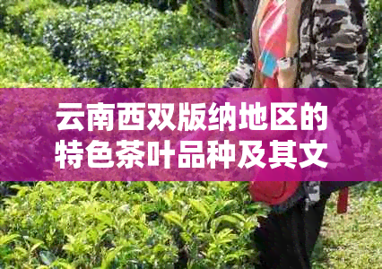 云南西双版纳地区的特色茶叶品种及其文化内涵