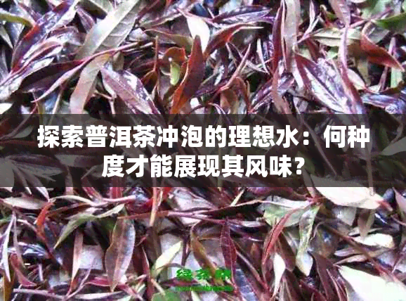 探索普洱茶冲泡的理想水：何种度才能展现其风味？