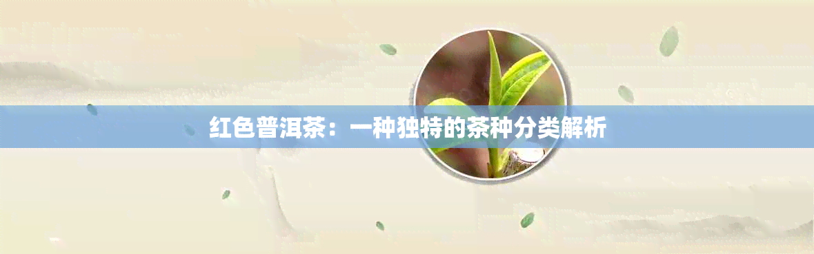 红色普洱茶：一种独特的茶种分类解析