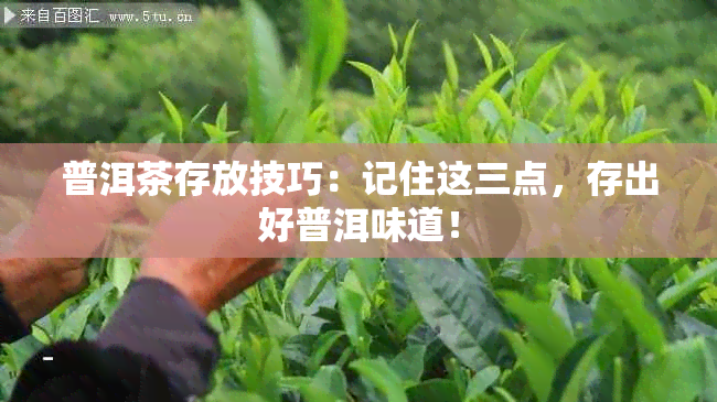 普洱茶存放技巧：记住这三点，存出好普洱味道！