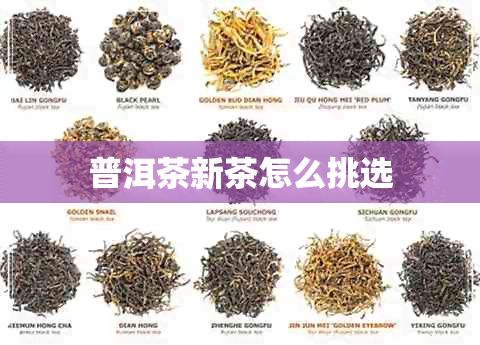 普洱茶新茶怎么挑选