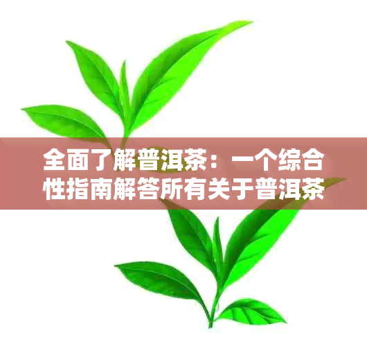 全面了解普洱茶：一个综合性指南解答所有关于普洱茶的疑问