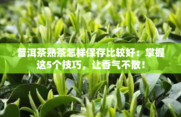 普洱茶熟茶怎样保存比较好：掌握这5个技巧，让香气不散！