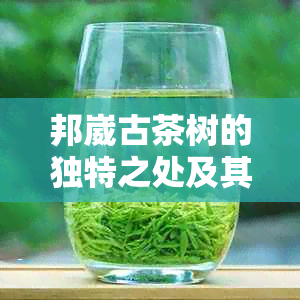 邦崴古茶树的独特之处及其在普洱茶中的地位：探索这款珍贵茶叶来自哪个山头