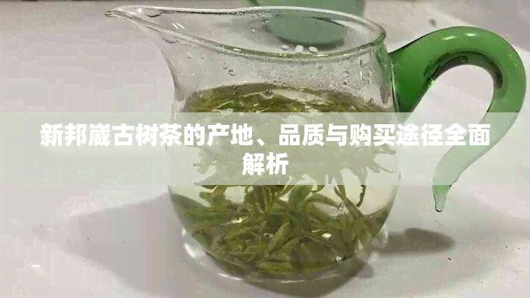 新邦崴古树茶的产地、品质与购买途径全面解析