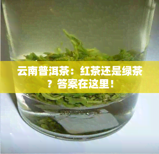 云南普洱茶：红茶还是绿茶？答案在这里！