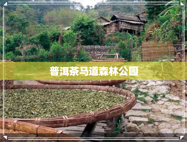 普洱茶马道森林公园