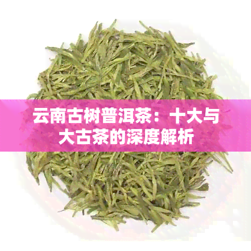 云南古树普洱茶：十大与大古茶的深度解析