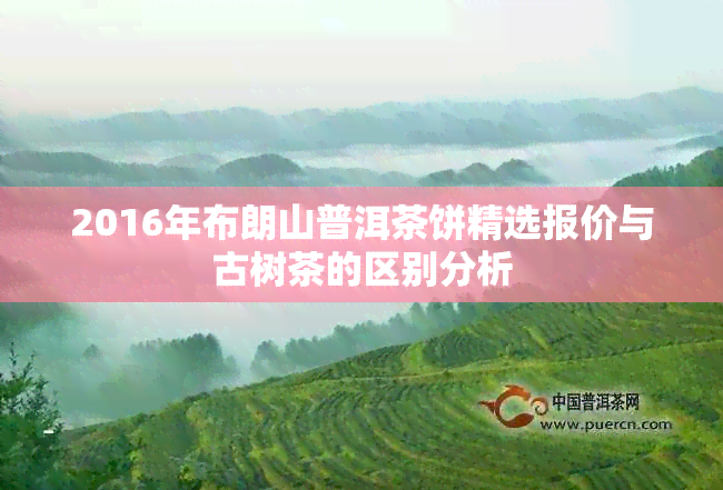 2016年布朗山普洱茶饼精选报价与古树茶的区别分析