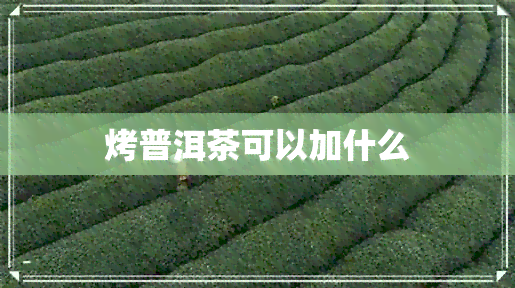 烤普洱茶可以加什么