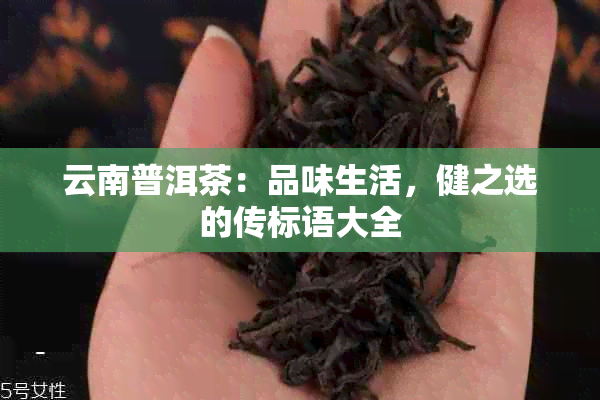 云南普洱茶：品味生活，健之选的传标语大全