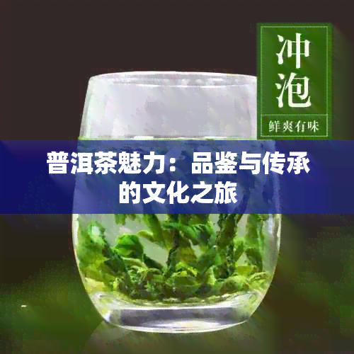 普洱茶魅力：品鉴与传承的文化之旅