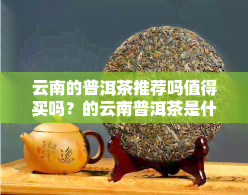 云南的普洱茶推荐吗值得买吗？的云南普洱茶是什么茶？多少钱？