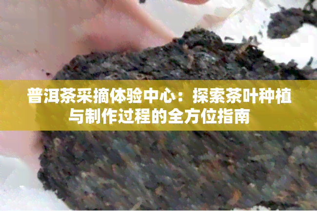 普洱茶采摘体验中心：探索茶叶种植与制作过程的全方位指南