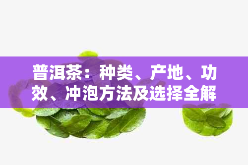 普洱茶：种类、产地、功效、冲泡方法及选择全解析