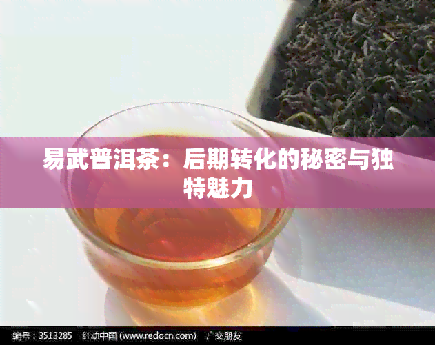 易武普洱茶：后期转化的秘密与独特魅力