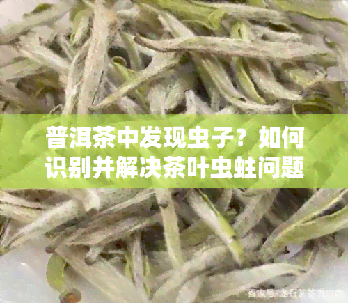 普洱茶中发现虫子？如何识别并解决茶叶虫蛀问题，确保健饮用