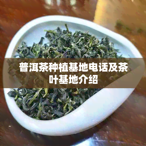 普洱茶种植基地电话及茶叶基地介绍