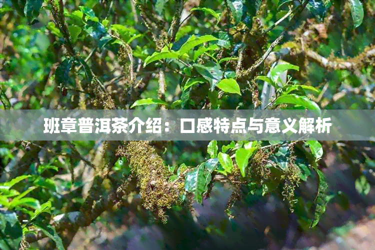 班章普洱茶介绍：口感特点与意义解析