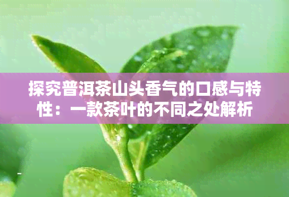 探究普洱茶山头香气的口感与特性：一款茶叶的不同之处解析