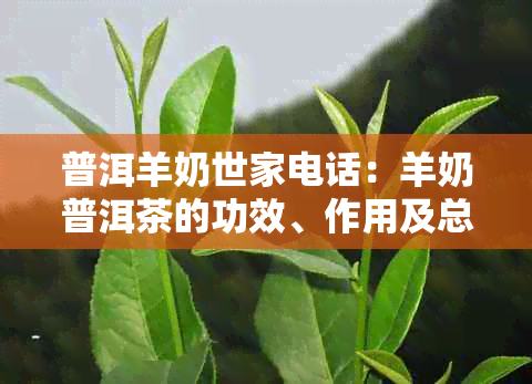 普洱羊奶世家电话：羊奶普洱茶的功效、作用及总公司联系方式