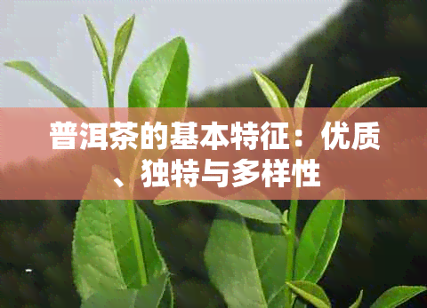 普洱茶的基本特征：优质、独特与多样性