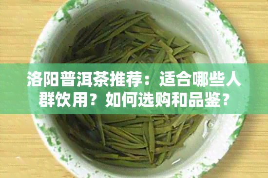 洛阳普洱茶推荐：适合哪些人群饮用？如何选购和品鉴？