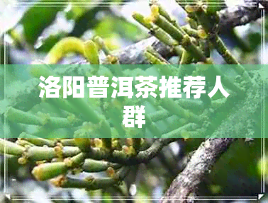 洛阳普洱茶推荐人群