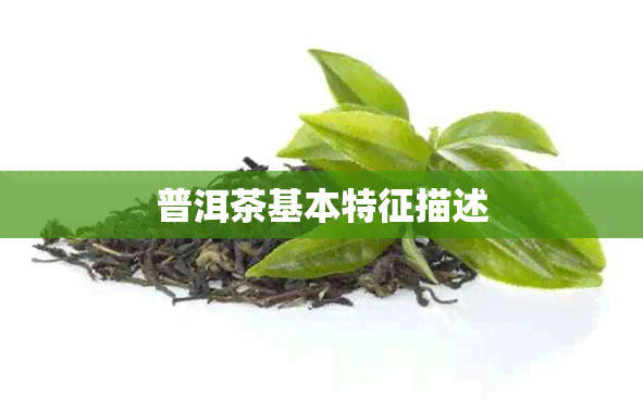 普洱茶基本特征描述