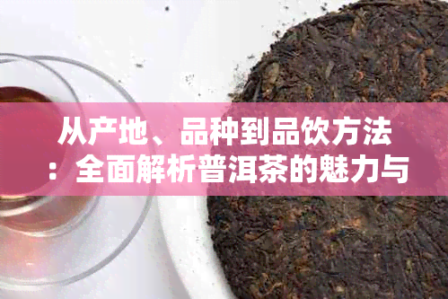 从产地、品种到品饮方法：全面解析普洱茶的魅力与品鉴技巧