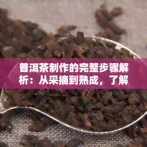 普洱茶制作的完整步骤解析：从采摘到熟成，了解每一个环节的重要性