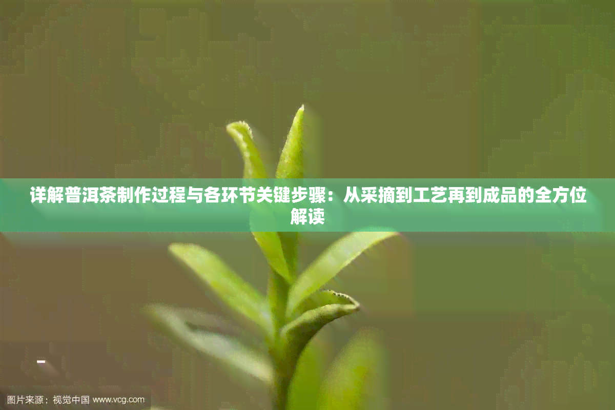 详解普洱茶制作过程与各环节关键步骤：从采摘到工艺再到成品的全方位解读