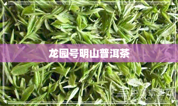 龙园号明山普洱茶