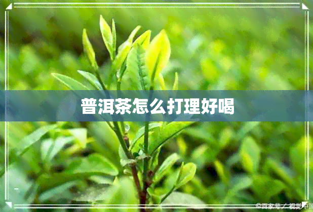 普洱茶怎么打理好喝