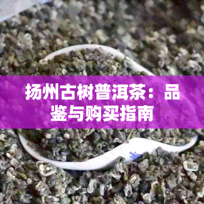 扬州古树普洱茶：品鉴与购买指南