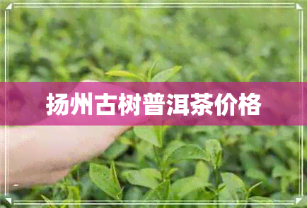 扬州古树普洱茶价格