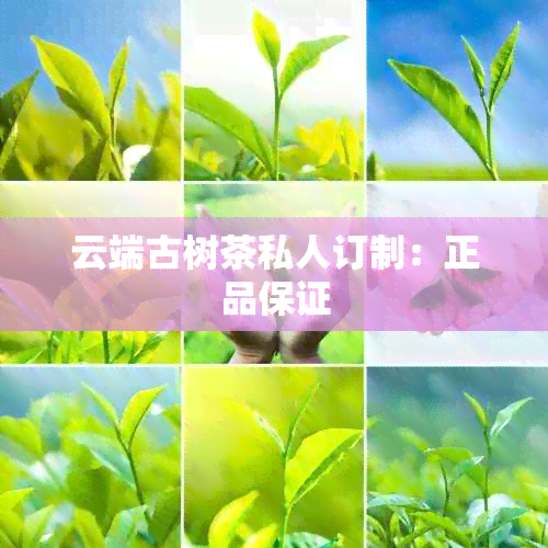 云端古树茶私人订制：正品保证