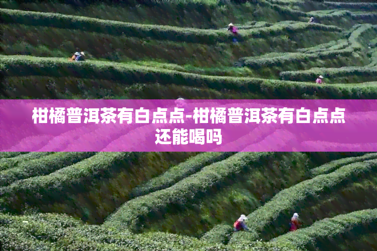 柑橘普洱茶有白点点-柑橘普洱茶有白点点还能喝吗