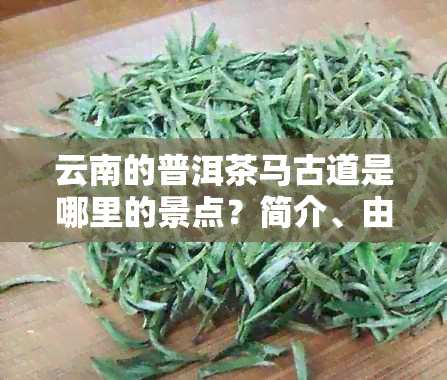 云南的普洱茶马古道是哪里的景点？简介、由来、历一应俱全！