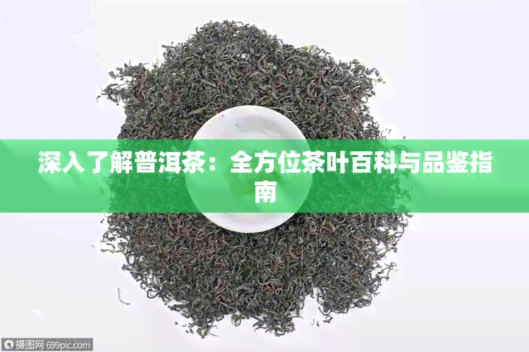 深入了解普洱茶：全方位茶叶百科与品鉴指南