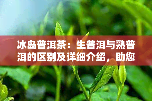 冰岛普洱茶：生普洱与熟普洱的区别及详细介绍，助您轻松挑选适合自己的茶品