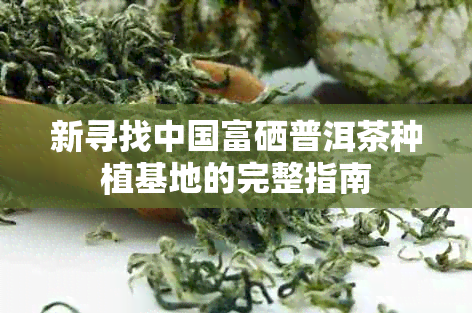 新寻找中国富硒普洱茶种植基地的完整指南