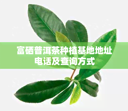 富硒普洱茶种植基地地址电话及查询方式