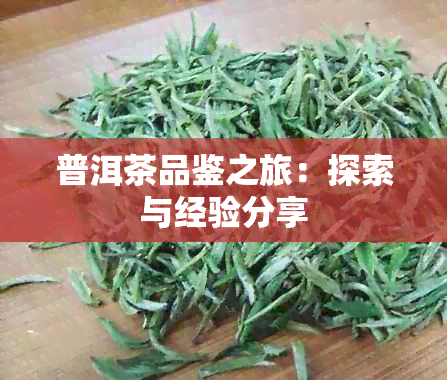 普洱茶品鉴之旅：探索与经验分享