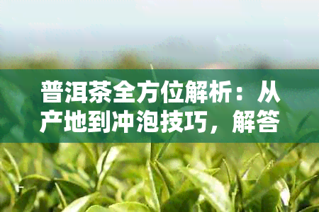 普洱茶全方位解析：从产地到冲泡技巧，解答用户关于普洱茶的各类疑问