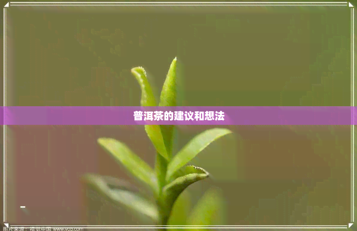 普洱茶的建议和想法